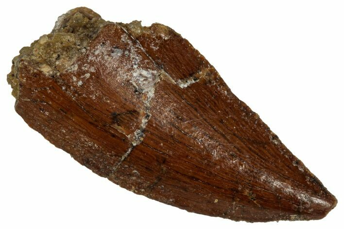 Serrated Raptor Tooth - Feeding Worn Tip #333383